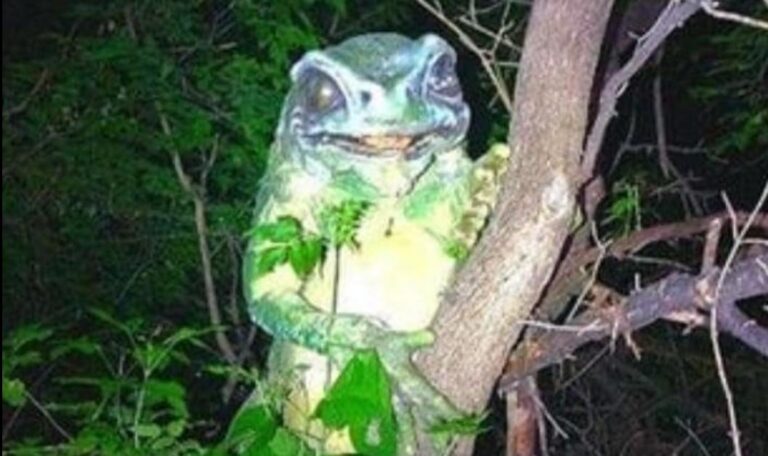 FoundTV found-footage Frogman